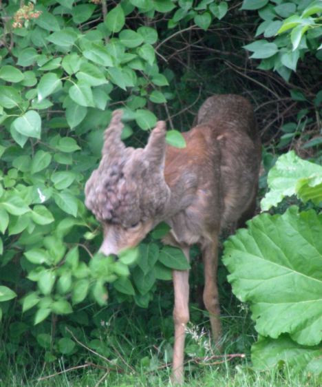 "Caprioara demon", fotografiata intr-un oras din Suedia. Cum au reactionat oamenii cand au vazut-o