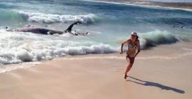 Video. 100 de rechini, filmati in timp ce mancau o balena pe o plaja din Australia