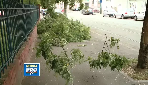 Mai multe crengi cazute peste firele de curent au interupt circulatia tramvaielor zeci de minute