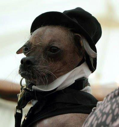 Concurs MONDIAL de uratenie la catei. Mugly a castigat premiul de 1.000 de dolari