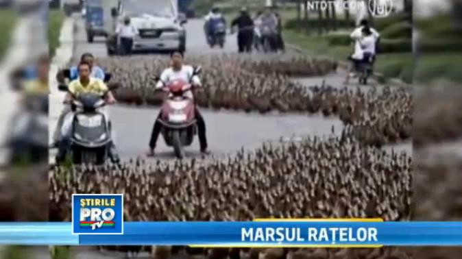 5.000 de rate care au plecat la scaldat au reusit sa blocheze o sosea din China