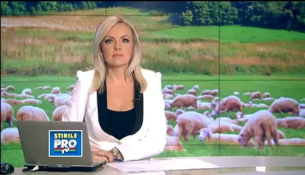 Nici lana romaneasca nu mai corespunde standardelor intrenationale. Ciobanii ies in pierdere