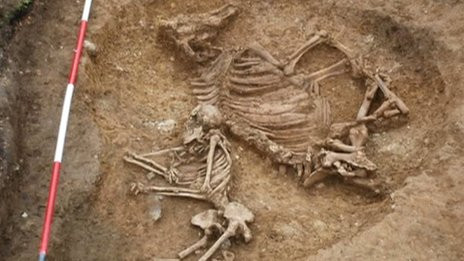 Femeia ingropata langa o vaca. Un mormant vechi de 1.500 de ani, o descoperire UNICA in Europa