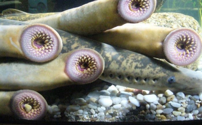 Monstrul marin care ar putea salva o specie de la disparitie