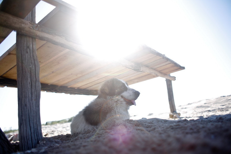 Luni, vremea va fi calduroasa, local caniculara, cu maxime de pana la 37 de grade. Prognoza meteo pana joi