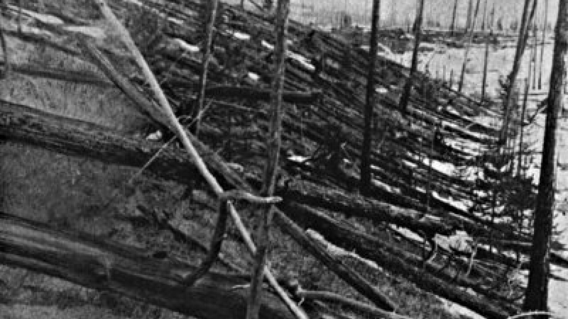 Tunguska:104 ani de la explozia misterioasa de 1000 de ori mai puternica decat bomba de la Hiroshima