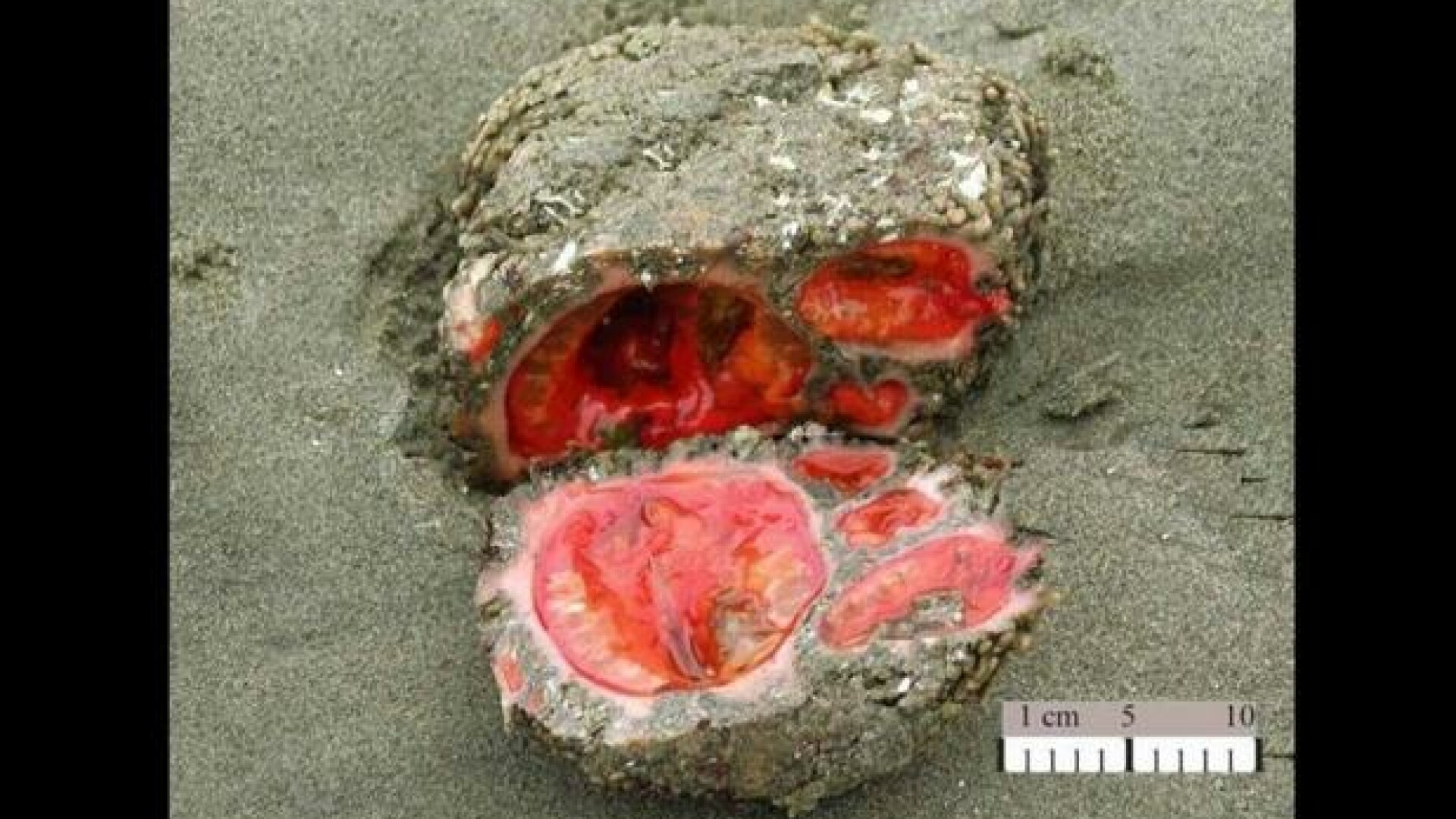 Misterul creaturii care seamana cu o piatra care sangereaza sau cu un extraterestru. Ce este de fapt