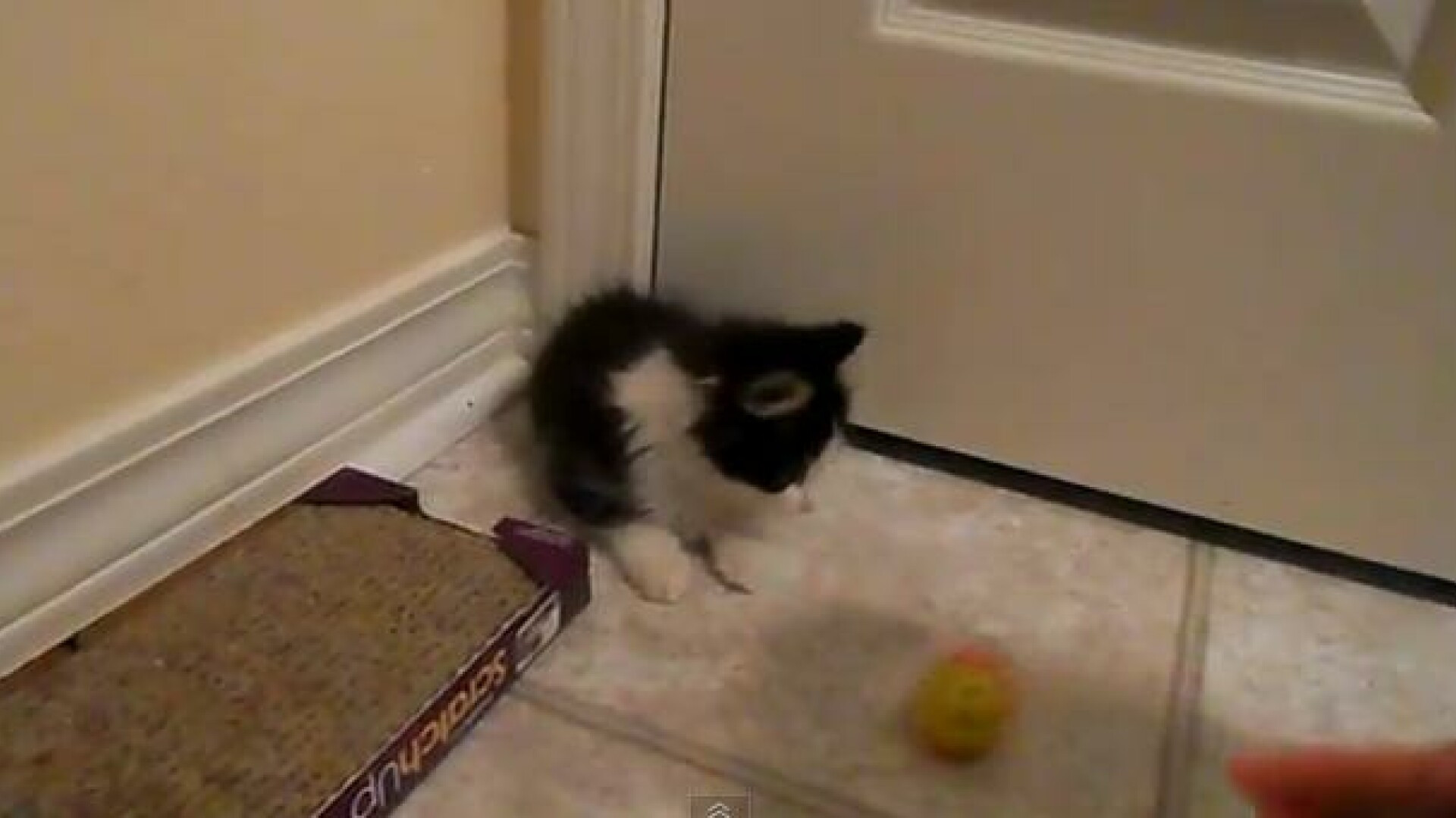 VIDEO. Imaginile cu aceasta pisica au facut zeci de mii de oameni sa planga.De ce e atat de speciala