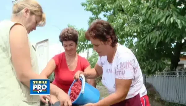 Intermediarii si preturile de lux pentru fructele de padure. Taranii nu-si recupereaza investitia