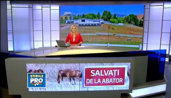 Povestea lui Simi, omul care salveaza caii de la usa abatorului si investeste in recuperarea lor