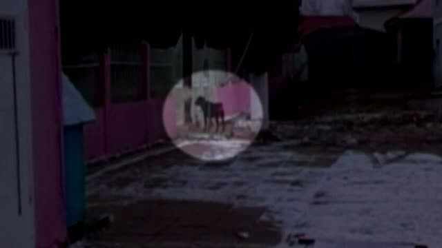 Sfasiat de rottweiler-ul unui vecin. Cainele fusese lasat liber de stapanul lui