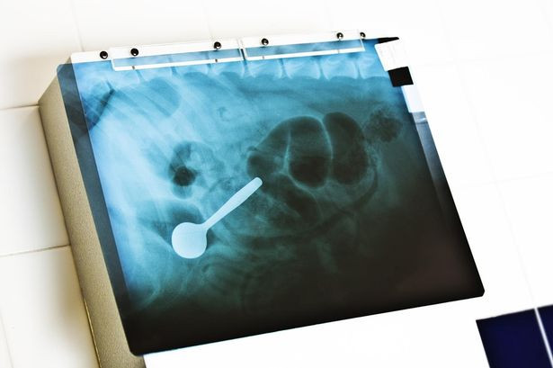 Medicii au ramas blocati. Ce au gasit in stomacul unui rottweiler dus la veterinar