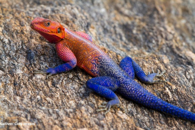 FOTO. Soparla care e replica in miniatura a super-eroului Omul Paianjen