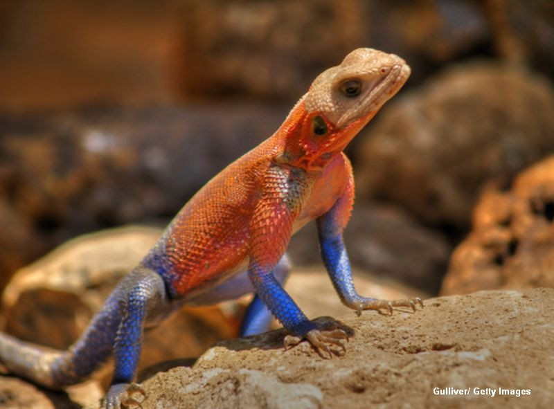 Soparla Omul Paianjen