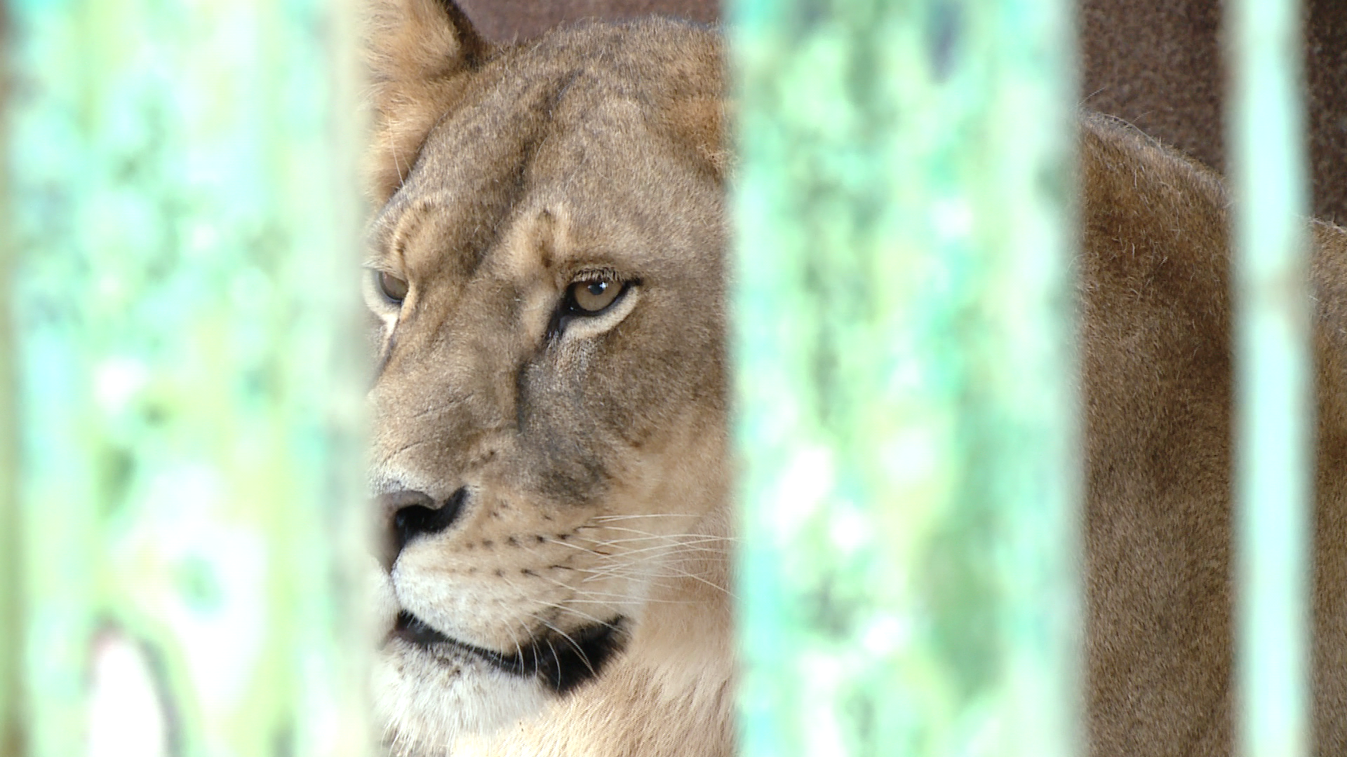 Patru feline au parasit Timisoara cu destinatia Africa de Sud. Afla povestea lor