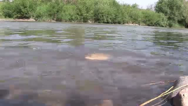 Anaconda de Romania: Trei sate din Bistrita traiesc cu spaima unui sarpe urias