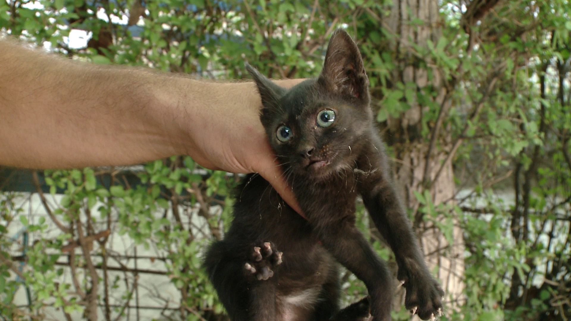 Mobilizare generala pentru salvarea unei pisicute. Vezi aici intreaga operatiune