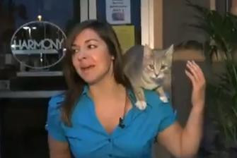 VIDEO. O pisica a sarit pe umarul unei reporterite, in timpul unei emisiuni in direct