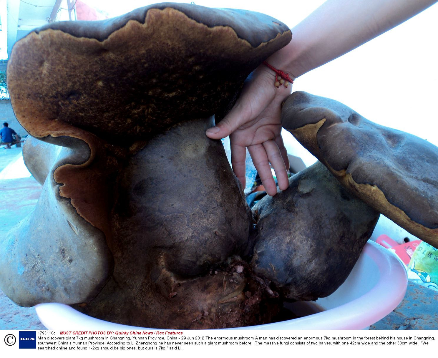 Un barbat s-a trezit ca in spatele casei sale crestea un "monstru": "N-am mai vazut asa ceva"