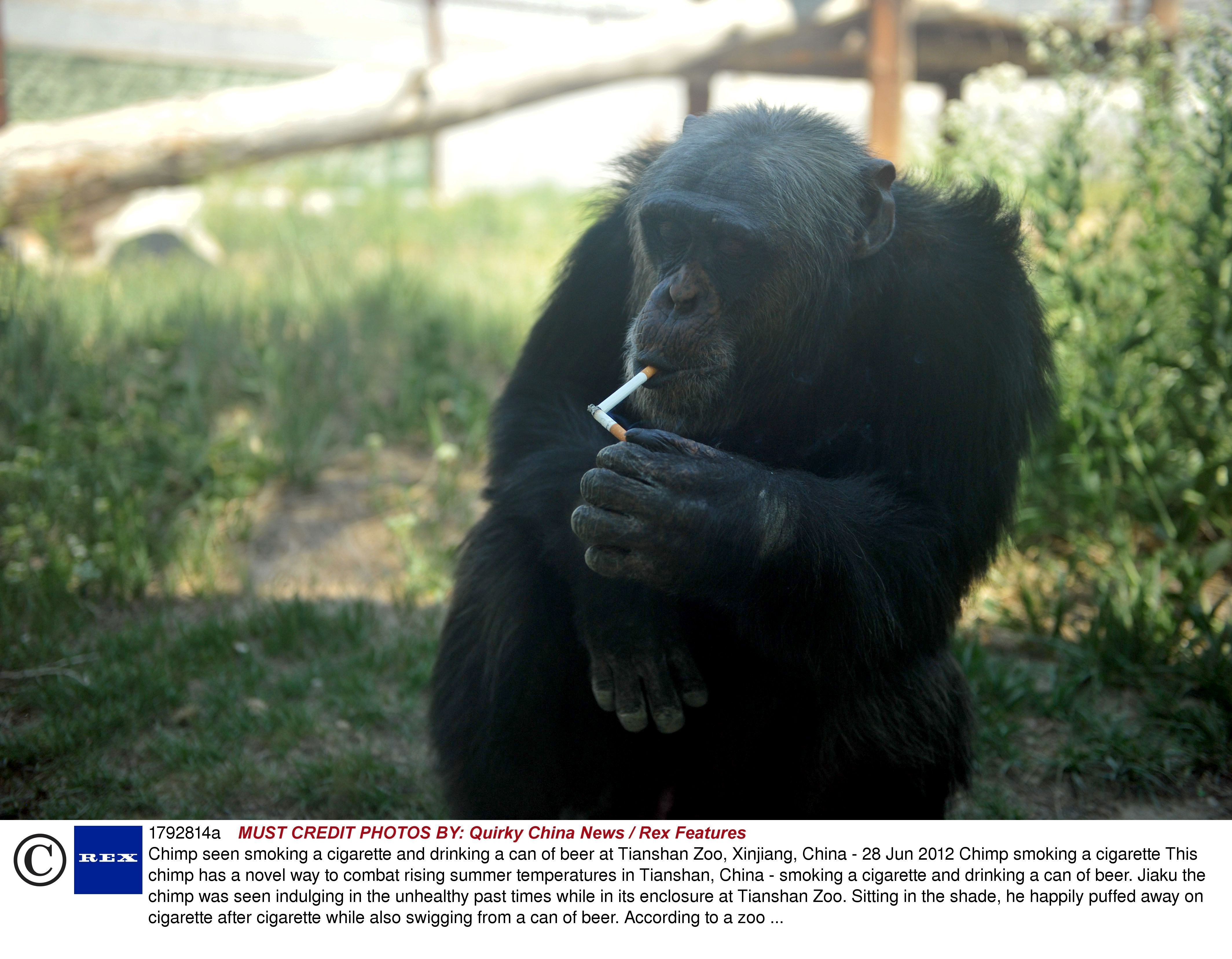 Nici la circ nu vezi asa ceva. Ce a invatat sa faca acest cimpanzeu intr-o gradina zoologica