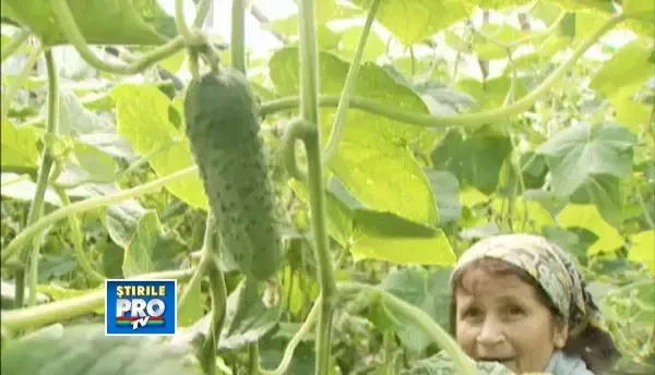 Autoritatile, partase cu afaceristii. Rezultatul: evaziune fiscala de DOUA MILIARDE EURO pe an