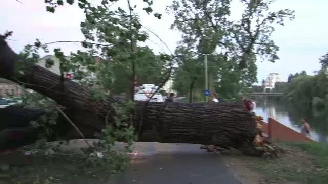 Furtuna la Oradea. Rafalele de vant au doborat copacii la pamant si au distrus mai multe masini