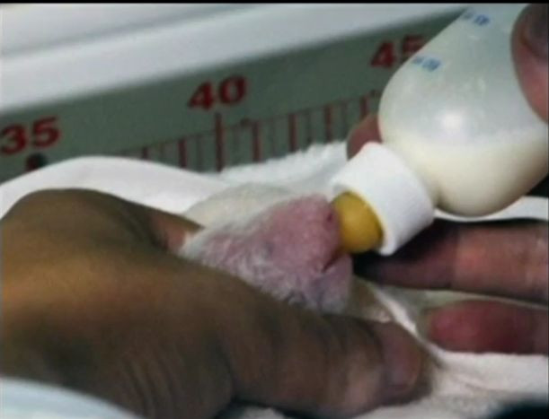 Primul urs panda conceput pe cale naturale din istoria Japoniei a murit la 6 zile de la nastere