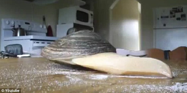 Creatura marina care a naucit internetul. 260.000 de oameni se intreaba ce face. VIDEO