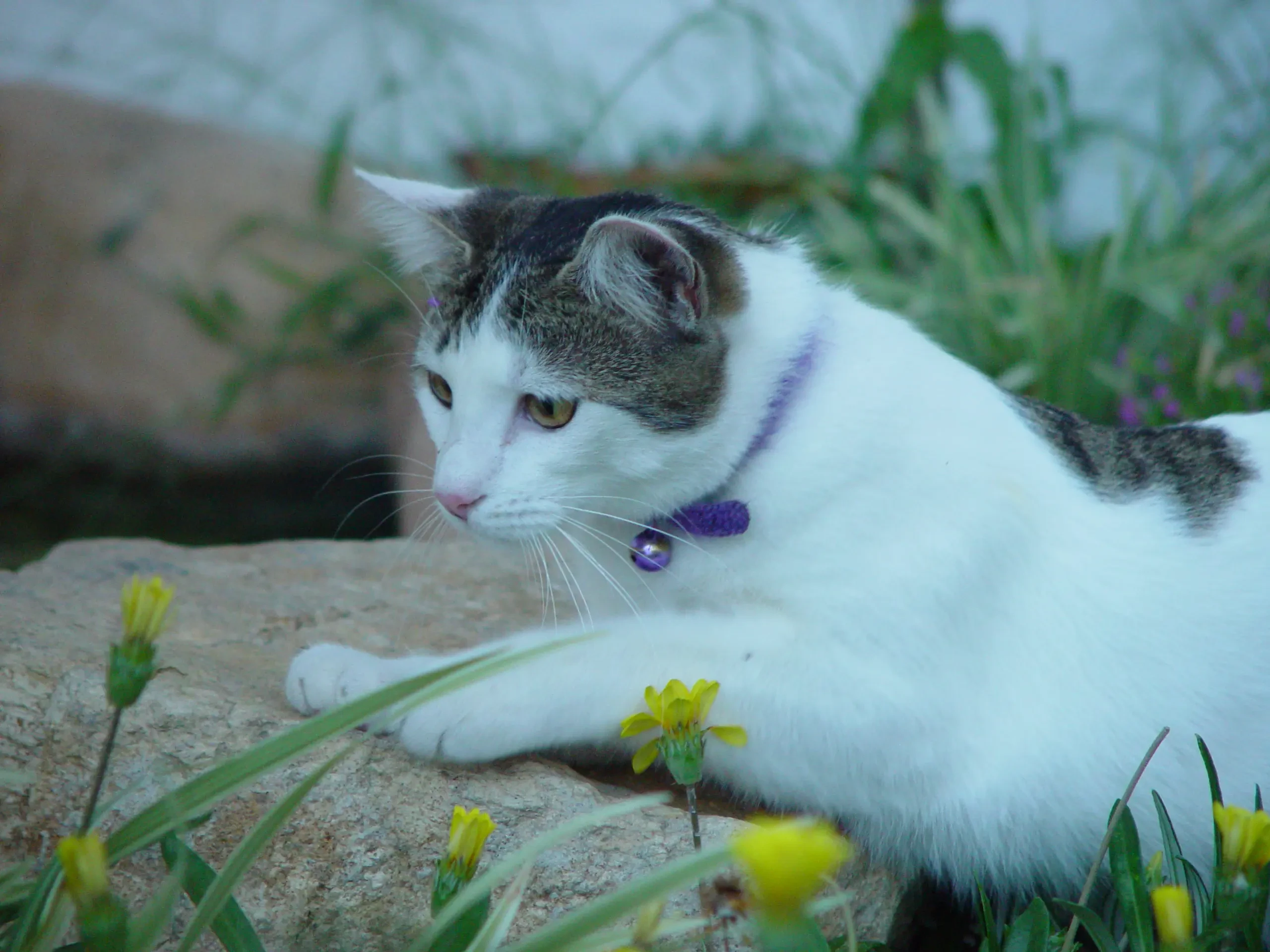 Near Field Communication. Cum putem folosi mobilul pe post de legitimatie sau carte de vizita