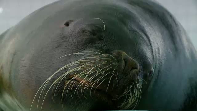 Delfinariul din Constanta a ramas fara Lory. Leul de mare a iesit la pensie, dupa 16 ani de cariera