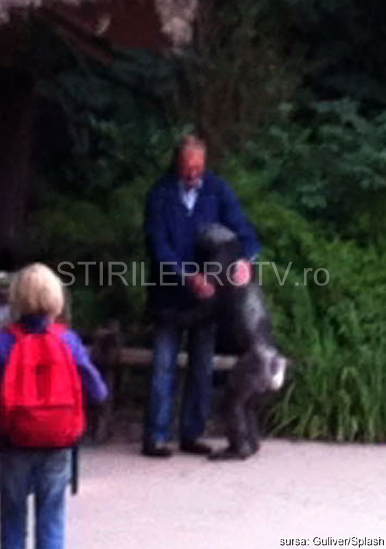 VIDEO.Gestul incredibil al unui cimpanzeu, imediat ce a reusit sa “evadeze” din tarcul sau de la zoo