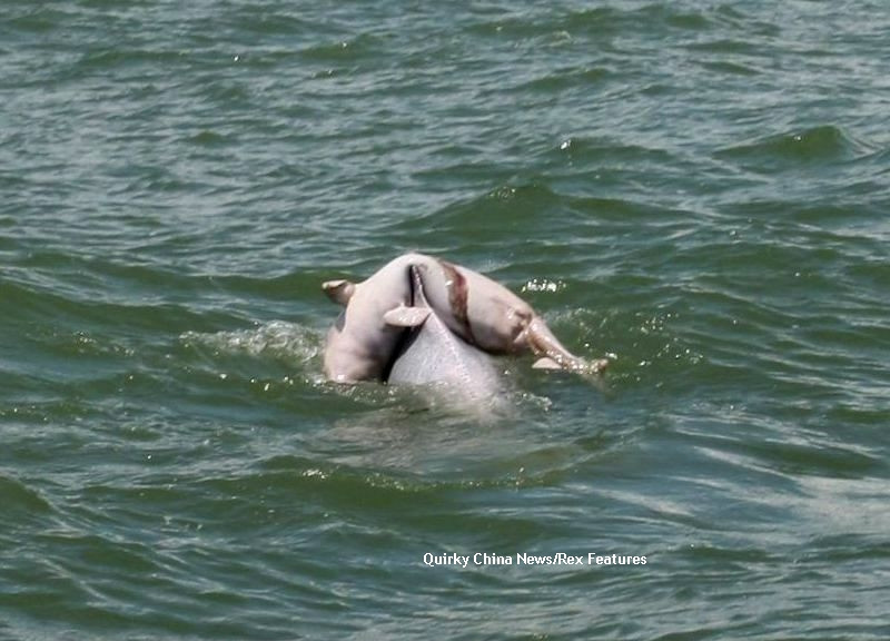 Un vapor plin cu turisti, cu ochii in lacrimi in fata aceste imagini.Ce face delfinul din fotografie