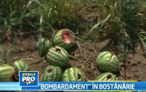 DEZASTRUL lasat in urma de grindina de acum doua zile. Pepenii au fost RUPTI in doua. VIDEO