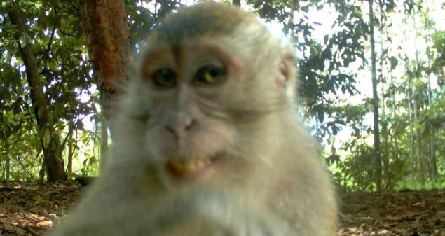 FOTO. Zambiti, sunteti filmat cu camera ascunsa! Aceasta maimuta pare sa stie bine regula