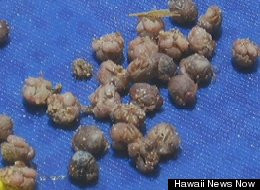 VIDEO. Creaturi misterioase au aparut pe plajele din Hawaii. Biologii nu inteleg ce se intampla