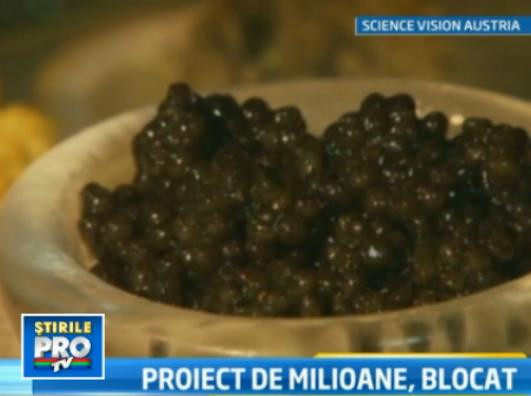 Sturionul din Dunarea noastra, mina de aur. Cum ar putea pierde Romania o afacere de un miliard de €