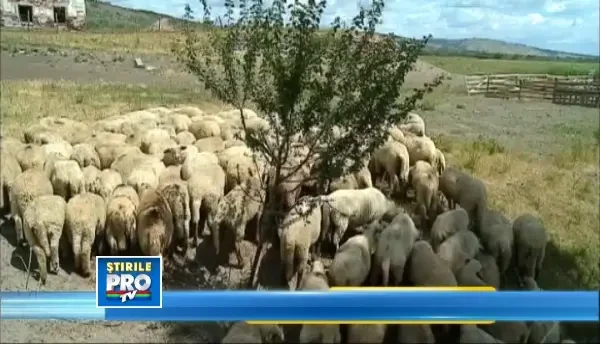 Lupul paznic la oi! Un cioban a ravnit la mioarele englezesti, pe care era platit sa le pazeasca