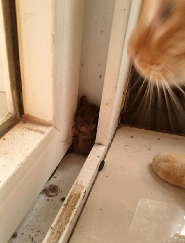 FOTO. Momentul in care o pisica vaneaza un soricel si asteapta numai un pas gresit al acestuia