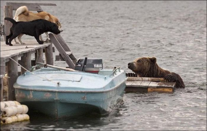 Stapanul acestor caini a incremenit cand a vazut la ce latrau. Ce a iesit din apa in fata lor