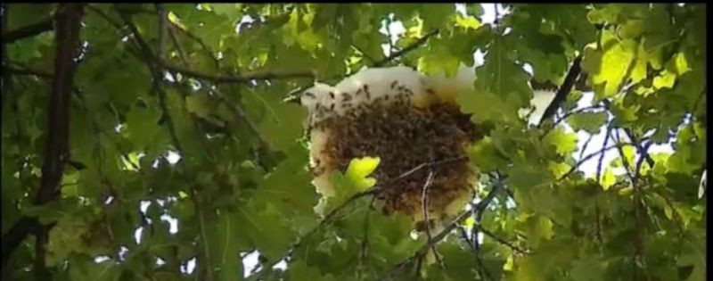 Un roi de albine terorizeaza de doua luni locatarii unui cartier din Targu Mures