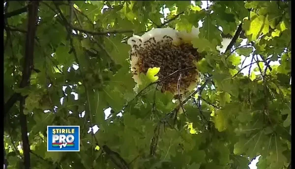 Un roi de albine a terorizat timp de 2 luni locatarii unui cartier din Targu Mures