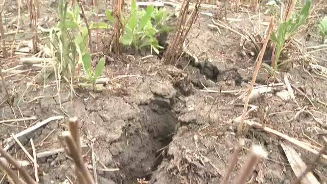 Lipsa zapezii aduce pagube serioase fermierilor. La ce trebuie sa ne asteptam