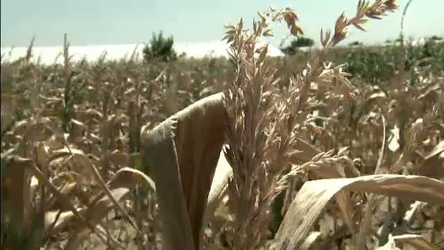 44 de zile fara ploaie in sudul si sud-estul tarii: "Pe 2 mil. hectare din 13 judete s-a uscat tot"