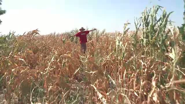 Branza, untul si laptele s-ar putea scumpi din toamna. Efectele secetei asupra agriculturii