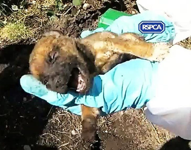 Filmarea care a lasat mii de oameni cu ochii in lacrimi: "Nu voi uita niciodata acea zi"