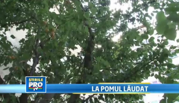 Pomul care face 11 soiuri de fructe. Creatia miraculoasa a unui barbat din Oradea. VIDEO