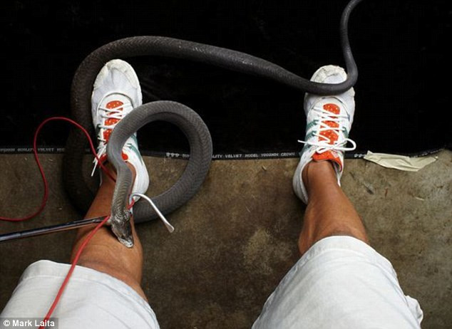 Momentul in care un barbat este muscat de o mamba neagra, unul dintre cei mai veninosi serpi . FOTO