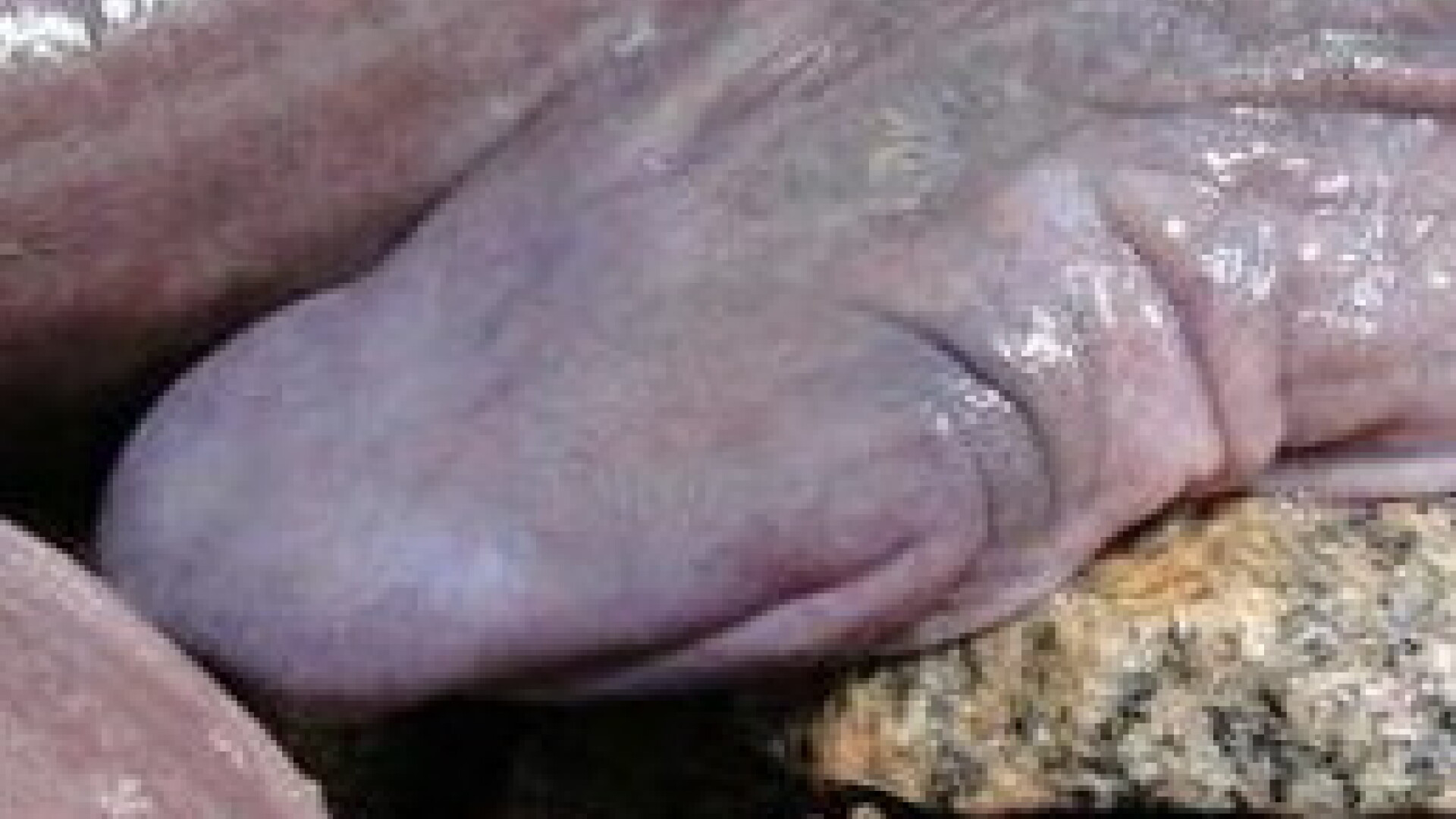 Sarpele de care nu fuge nimeni si de care au ras toti biologii. Cu ce seamana creatura. FOTO