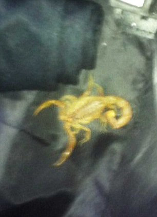 Surpriza de proportii. Ce a gasit o familie intr-un geamantan cand s-a intors din vacanta