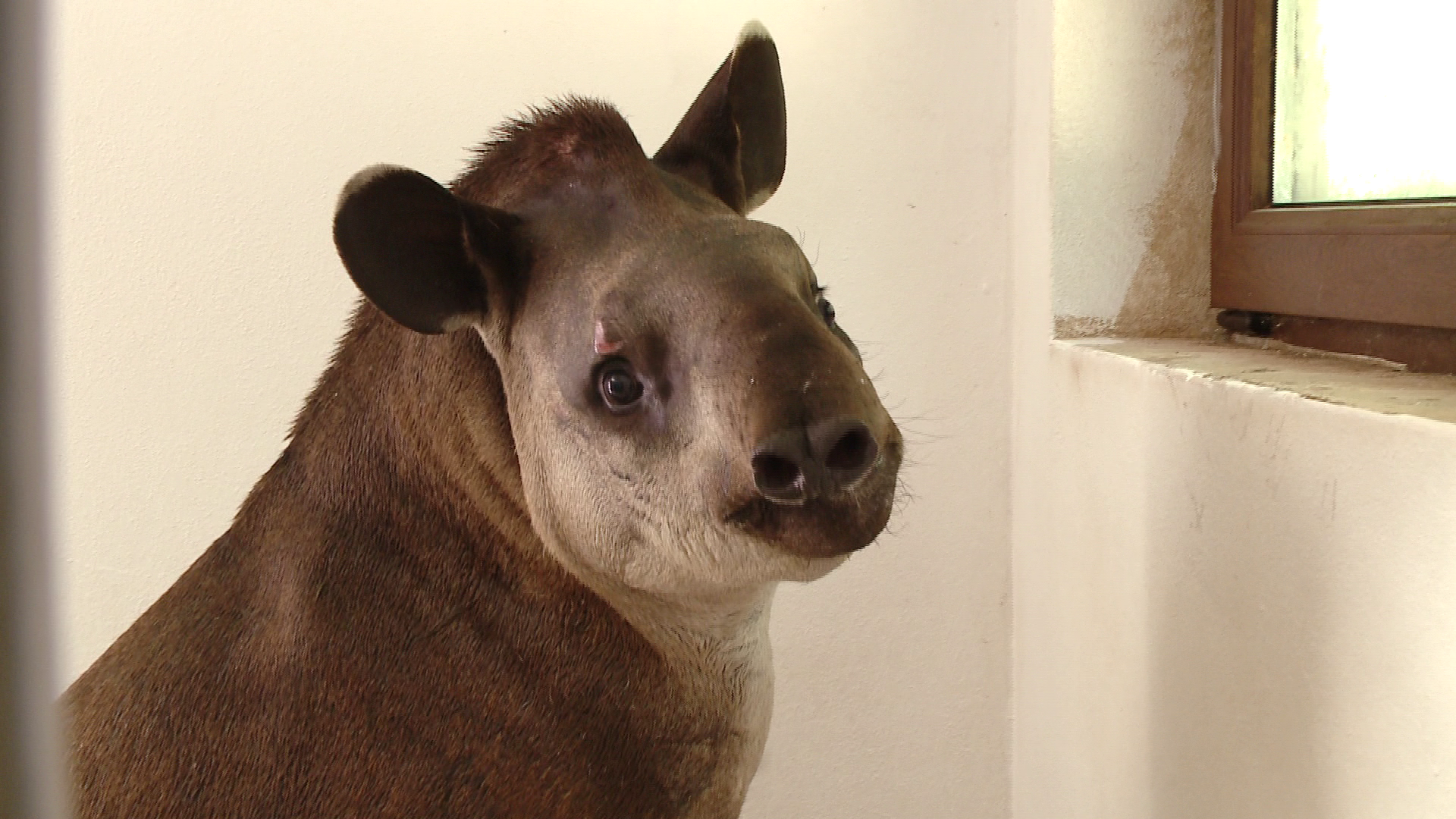 Gradina Zoologica din Timisoara are un nou membru: Otto, un tapir de 11 luni